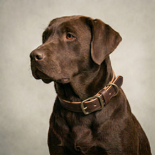 Chocolate Labrador Retriever wearing a blue collar with a gold buckle on a neutral background